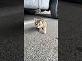 She Saw a Poor Stray Cat and Did Something Beautiful