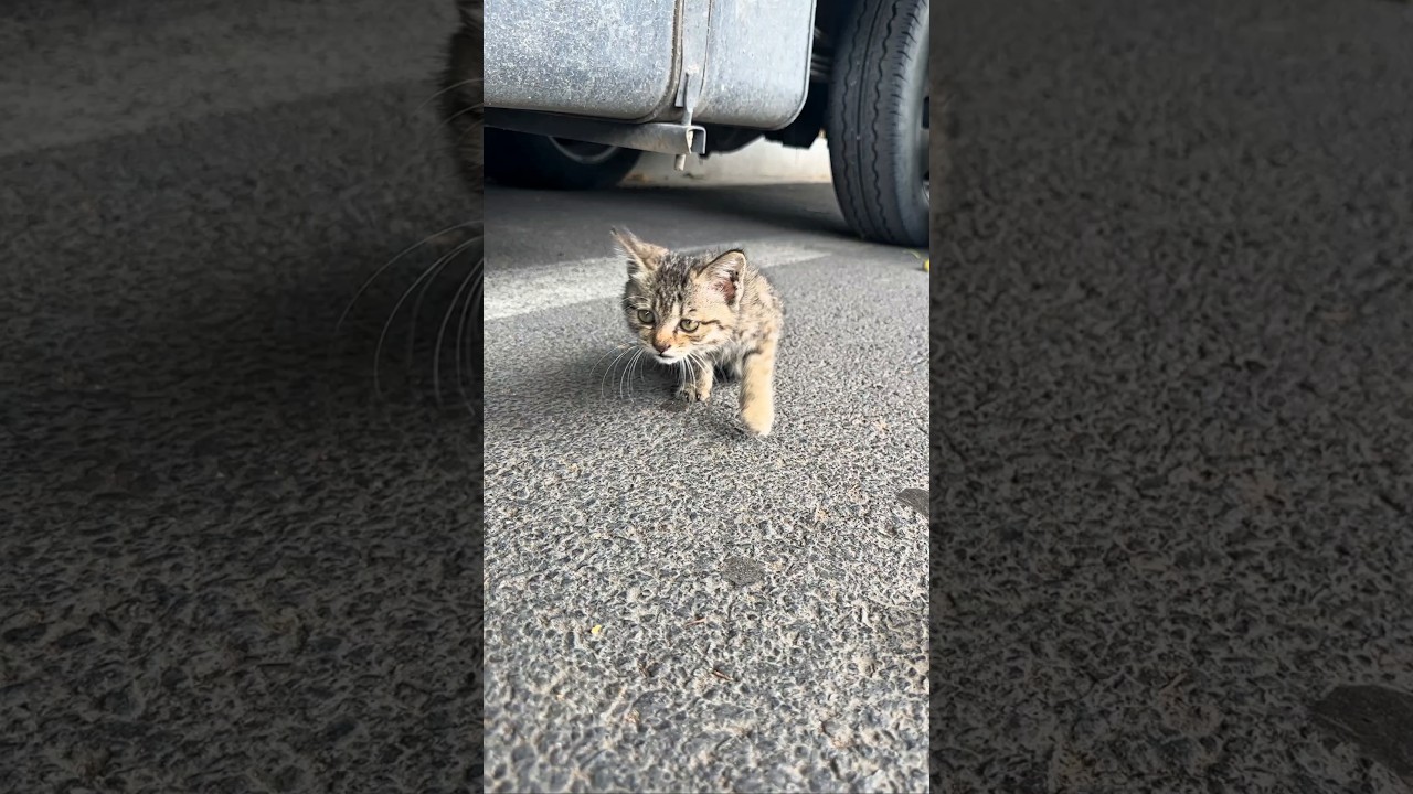 She Saw a Poor Stray Cat and Did Something Beautiful