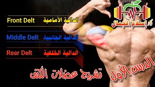 تبسيط تشريح بناء الأجسام، 1- عضلة الكتف