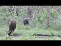Indian Gaur Herd in Kabini | Powerful Wildlife Jeep Safari Experience