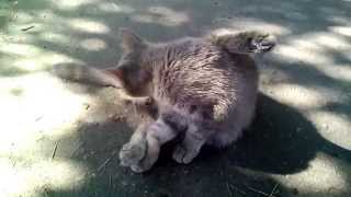 Забавный кот с большими глазами / Funny Big Eye Cat Забавный кот с большими глазами / Funny Big Eye Cat