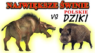 ENTELODONT, HOGZILLA - Największe świnie świata VS polskie DZIKI (dlaczego maleją?)