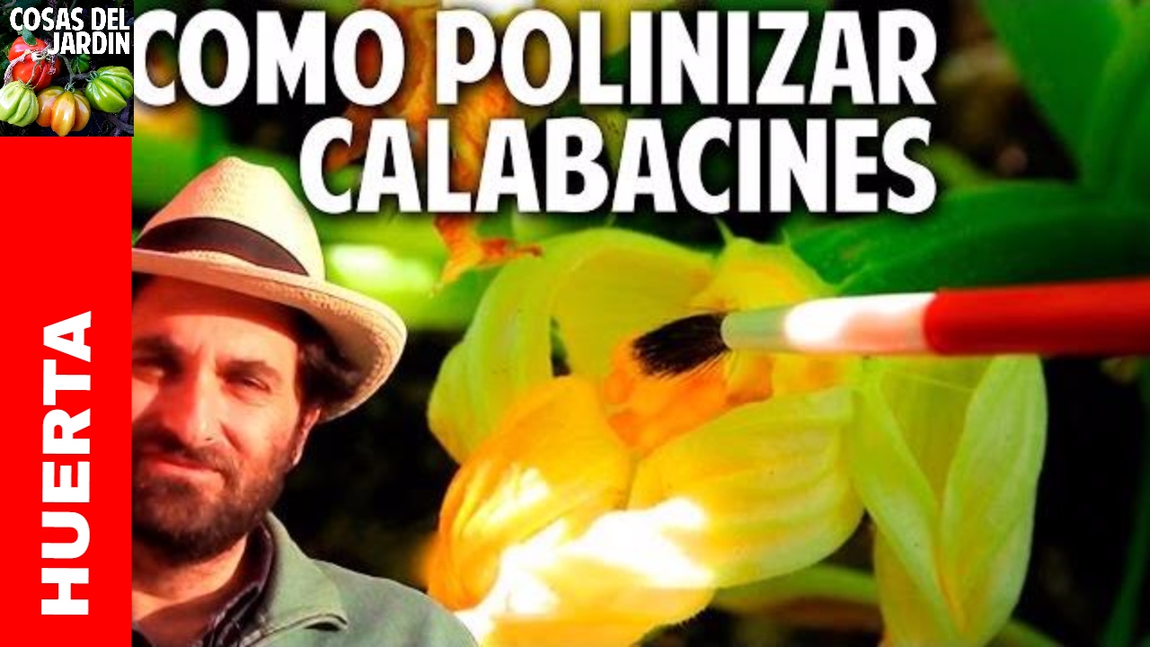 por qu� se pudren los zapallos, calabacines y pepinos?  @cosasdeljardin