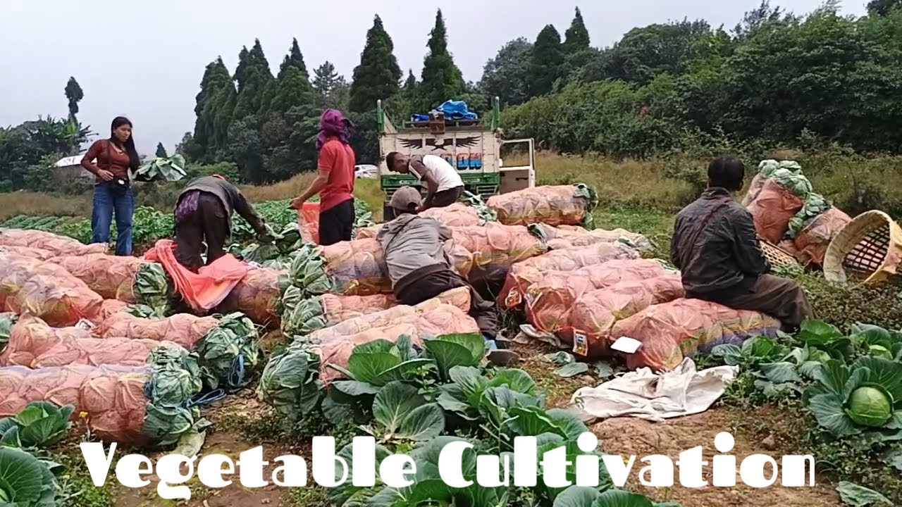 Vegetable Cultivation Of Khasi Hills In Meghalaya
