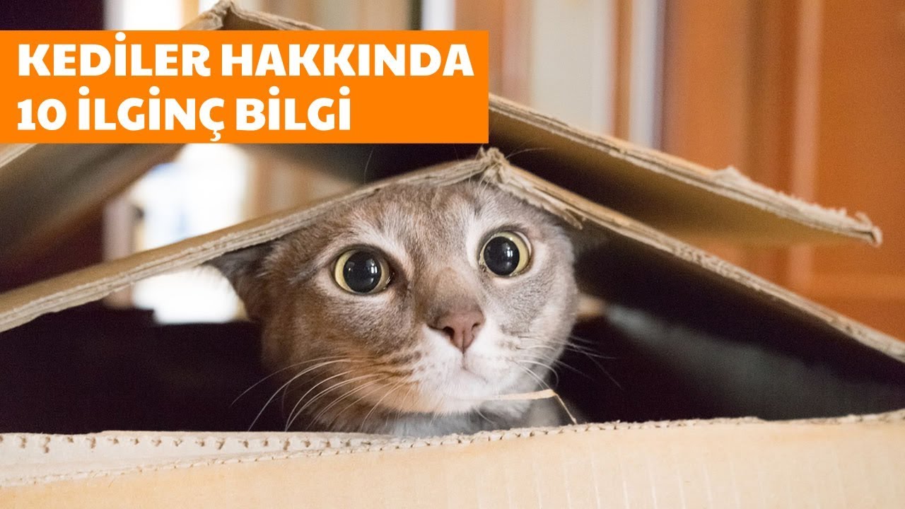 Huis Te Koop In Alanya Turkije Youtube Cat Online Cute Animals Cats