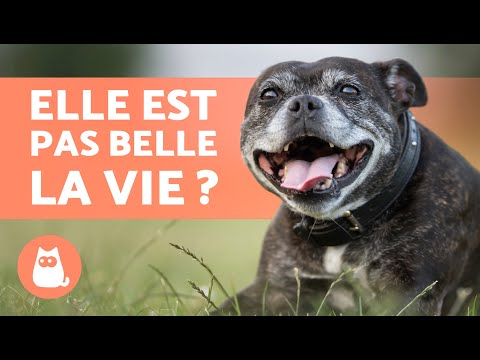 Vidéo: Les 10 races de chiens qui vivent le plus longtemps