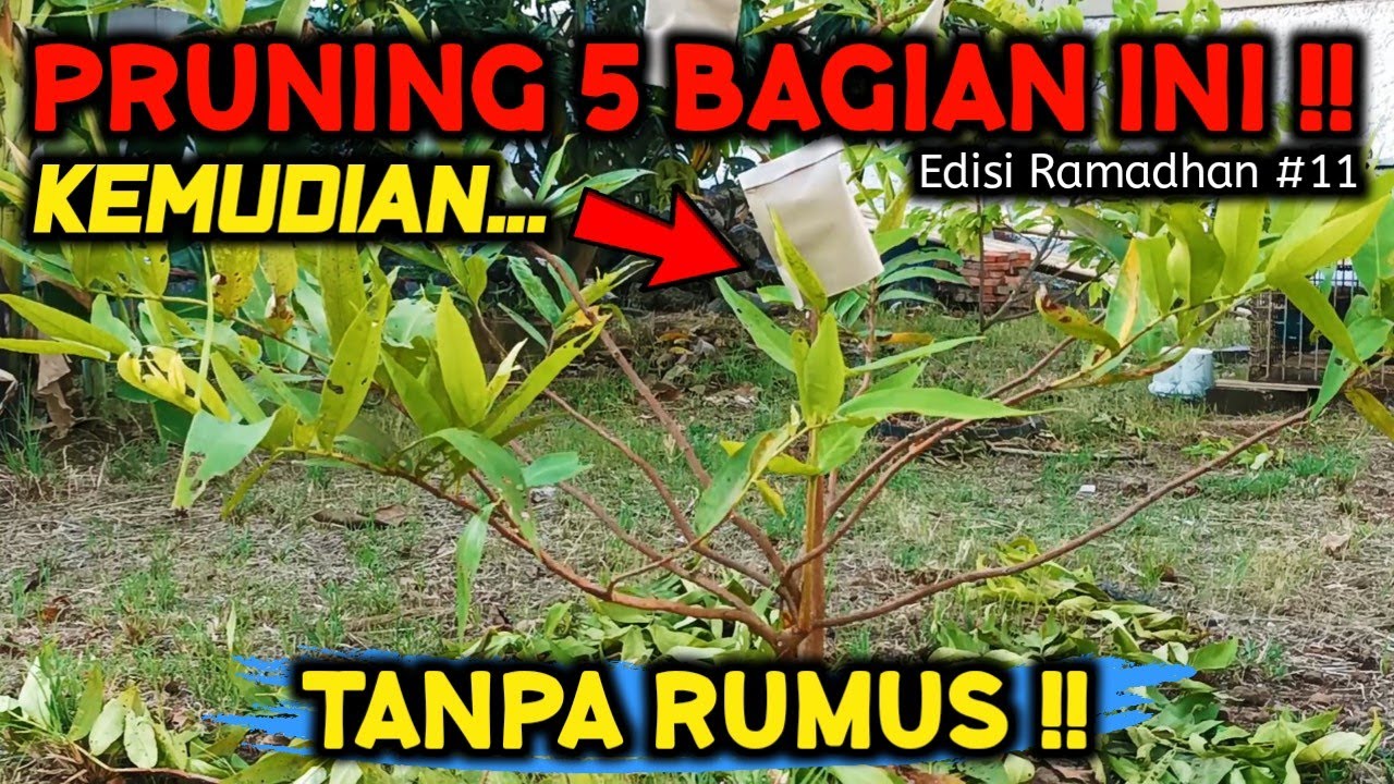 5 BAGIAN INI ‼️ YANG PALING WAJIB DI PANGKAS