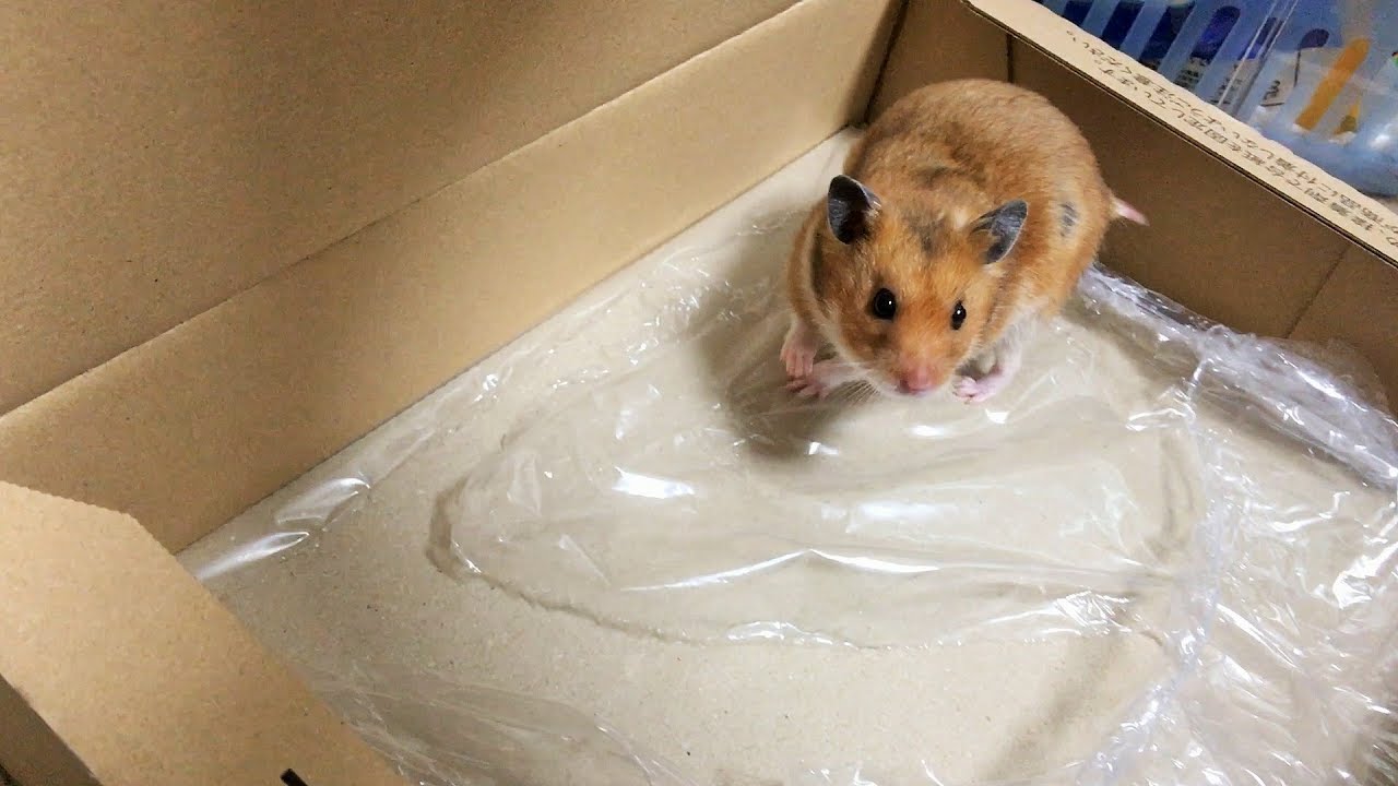 I bought a hamster at Amazon.com - YouTube