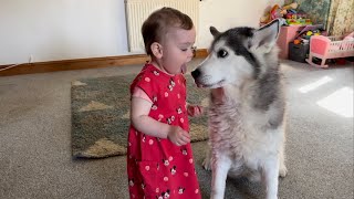 Baby Telling Her Husky That She Loves Her! Baby Licks Husky Too!😂.