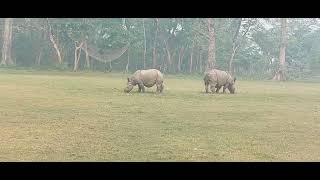 Rhino in Nepal| chitwan national park| Rhino in chitwan Nepal| nepal safari | nepal national park