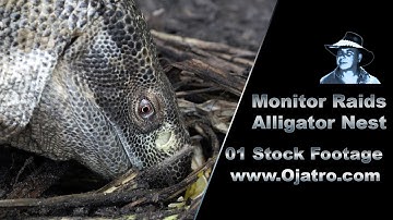 Monitor Raids Alligator Nest 01 Stock Footage