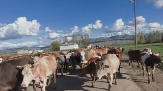 Yayla Havası ☘️ 2. Ilık Şfet Ğa Ürü