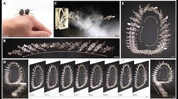 Aerobatic maneuvers in insect-scale robots via deep-learned robust tube MPC (Science Advances 2025)