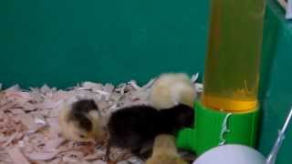 Button Quail: Teaching The Baby How To Drink