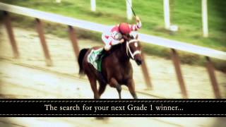 The Search For Your Next Grade 1 Winner Begins At Taylor Made