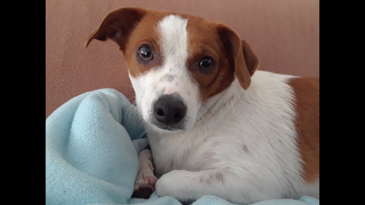 Jack Russel Terrier LOGAN watches TV 
