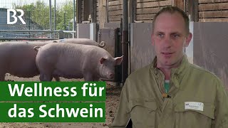 Forschung an Tierwohl-Schweinestall: Mehr Tiergesundheit in der Schweinehaltung? | Unser Land | BR