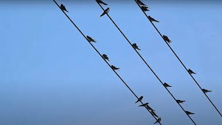 The chirping of swallows and flight in the evening screenshot 4