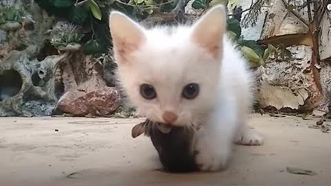 Первая мышь крохотного котенка!