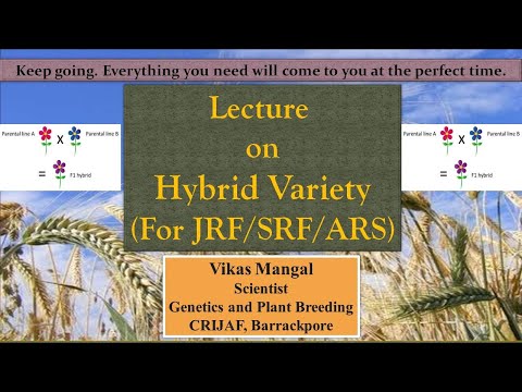 Video: Varieties Or Heterotic Hybrids - What To Choose?
