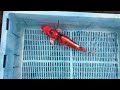 7-2-4 - 16-18" Heisei Nishiki Koi