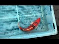 7-2-4 - 16-18" Heisei Nishiki Koi