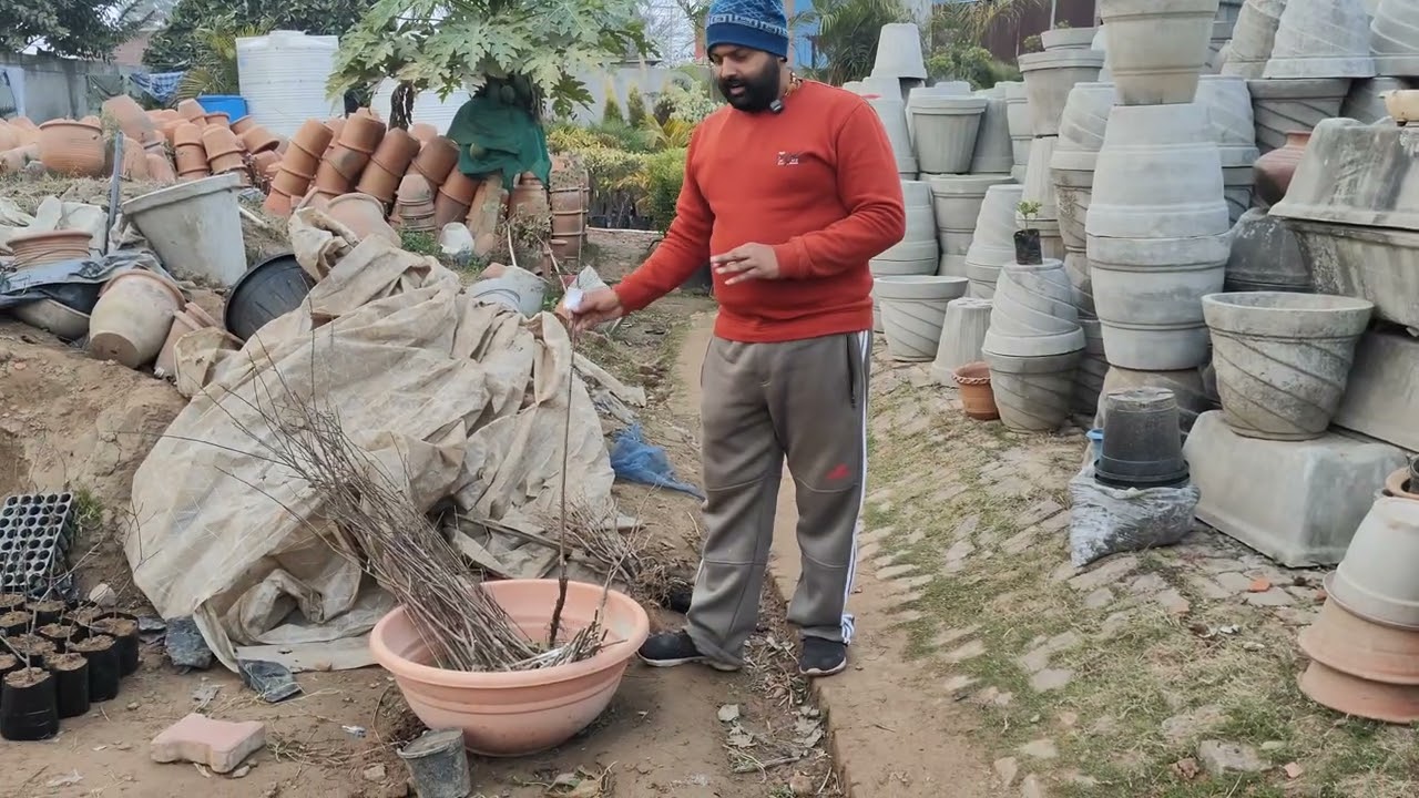 Winter Mai lagane wale Fruits Plant or Transportation mai le jana bilkul Easy