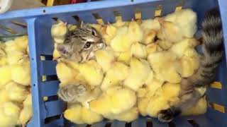 Cat and Chicks