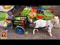 Yoyo jr takes the goat to harvest fruit to sell