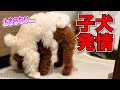 腰振りしてたと思ったらお風呂を覗きにくる犬