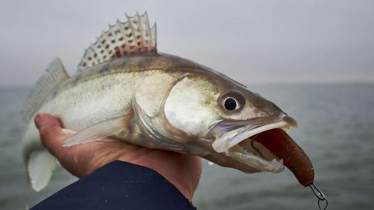 2025.11.10 Веселовское Водохранилище. Три дня на большой воде. Чать 2
