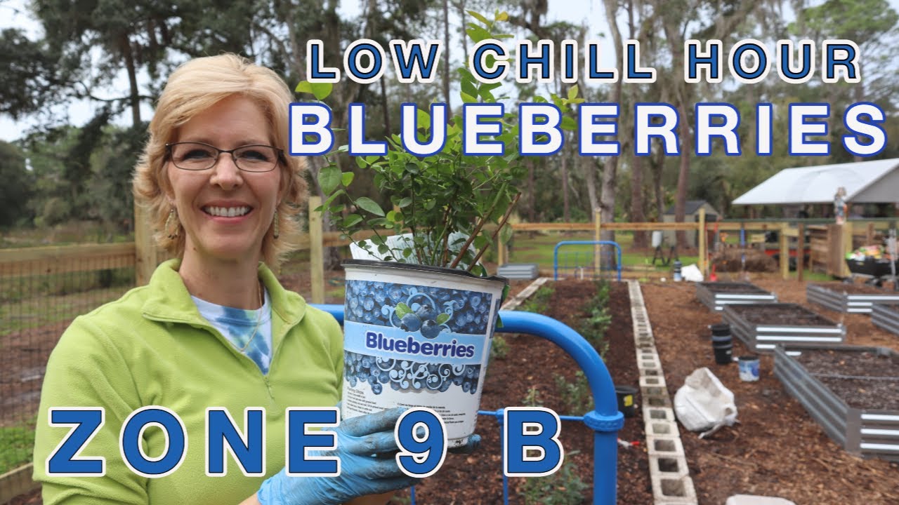 Can You Grow Blueberries In Zone 9b Can You Grow Blueberries In Zone 9b