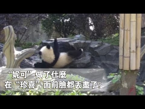 《熊貓早晚安》“妮可”做了什麼在“珍喜”面前臉都丟盡了？ | iPanda