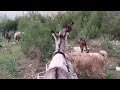 Toroslarda koyun ve Keçiler merada 🌿🐐🐏🐕🌿