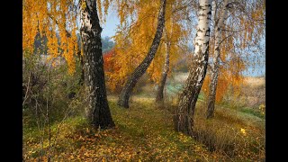 Как нарисовать кору дерева березы маслом|пишем маслом кору|часть 1