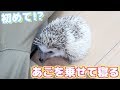 飼い主にアゴを乗せて寝るハリネズミ