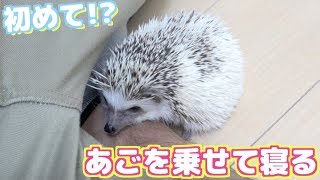 飼い主にアゴを乗せて寝るハリネズミ