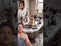 Kedi partisine katılmak isteyen var mı?😻cat videos🐈⬛catlovers🐈funny animals😂cartoon🎬meow meow