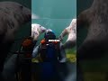 Seals Save Diver’s Life in the Deep Ocean | #shorts