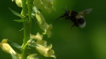 The Slo Mo Guys - Bee Kidnaps Aphid in Slow Motion - The Slow Mo Guys (Re-Upload)