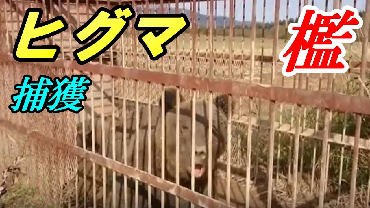 熊、くま、クマを檻で捕獲しました! - YouTube