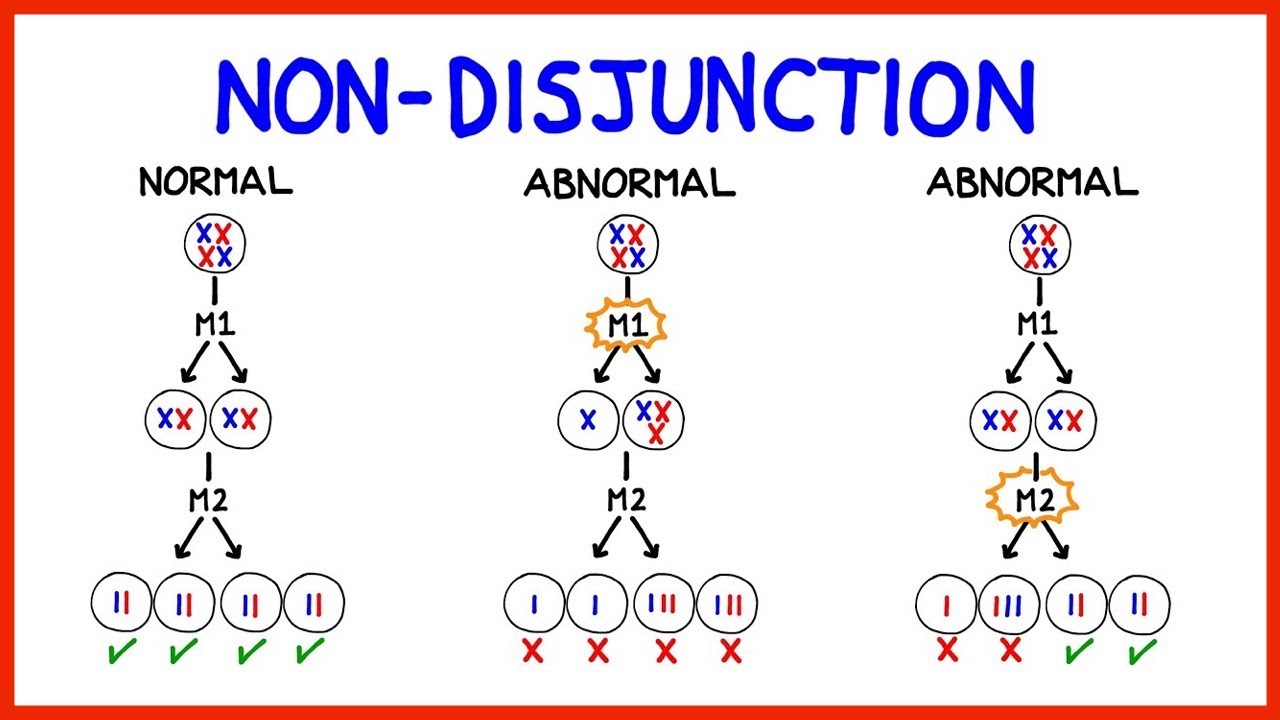 Chromosomal Abnormalities, Aneuploidy And Non-Disjunction