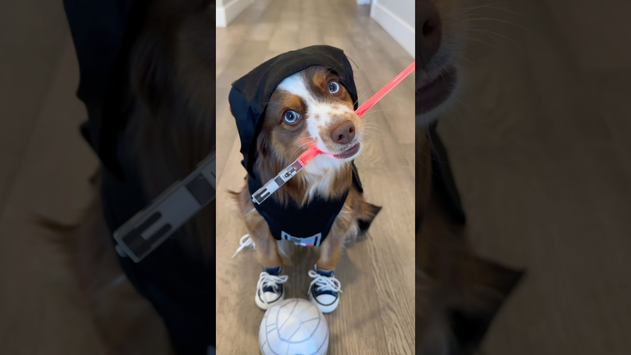 Star Wars Dog - Bark Vader