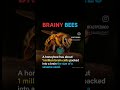 Did you know honeybees have about one million brain cells? #futurescience #scienceexplained #shorts