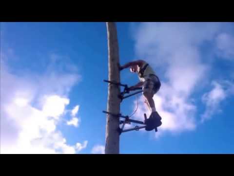 The invention of climbing trees
