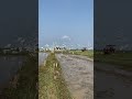கொக்குகள் இரவில் எங்கு தங்கும் புயலில் கிடைத்த பதில் | thousands of white herons | #shorts