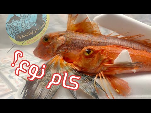 انواع كتير من سمكة الفراخ الحمرا في البحر المتوسط