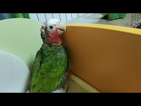 Кубинский амазон осмелел: изучает кровать и бурчит на всех и все
