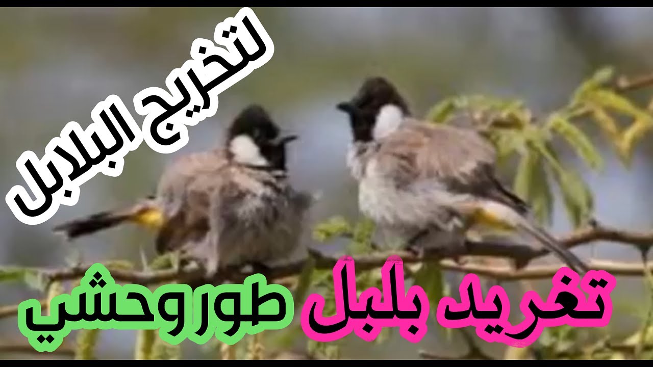 تغريد بلبل طور وحشي لتخريج البلابل