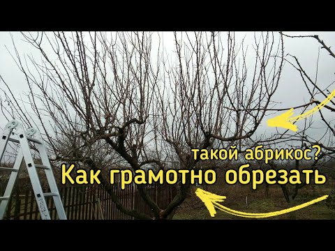 Обрезка абрикоса СТАРОГО, или как обрезать абрикос ЗАПУЩЕННЫЙ ГРАМОТНО .